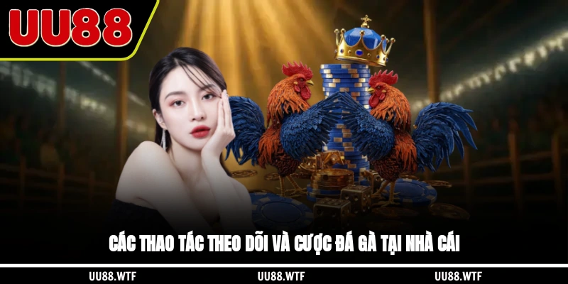 Các thao tác theo dõi và cược đá gà tại nhà cái