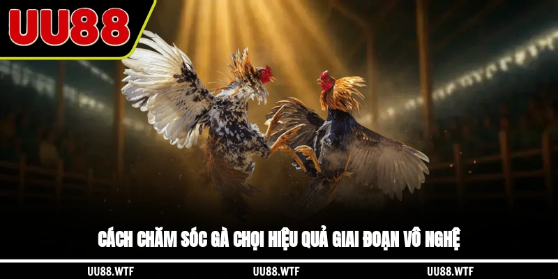 Cách chăm sóc gà chọi hiệu quả giai đoạn vô nghệ