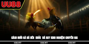 Cách Nuôi Gà Đá Bền - Khỏe - Đá Hay Kinh Nghiệm Chuyên Gia