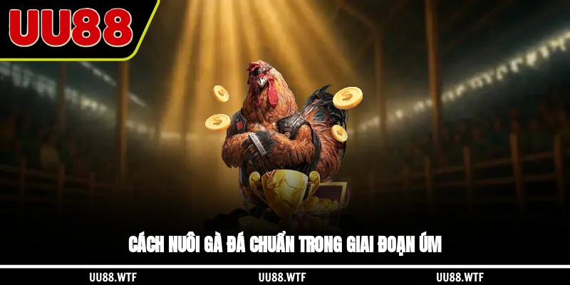 Cách nuôi gà đá chuẩn trong giai đoạn úm