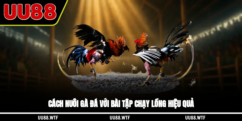 Cách nuôi gà đá với bài tập chạy lồng hiệu quả