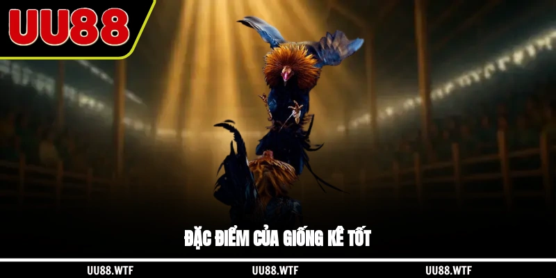 Đặc điểm của giống kê tốt