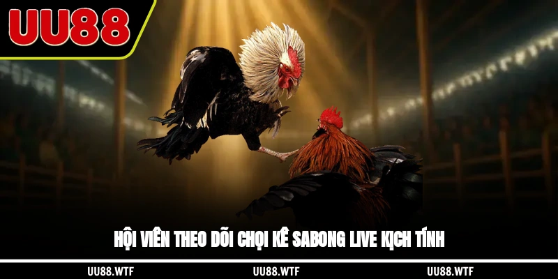 Hội viên theo dõi chọi kê Sabong Live kịch tính