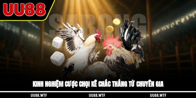 Kinh nghiệm cược chọi kê chắc thắng từ chuyên gia
