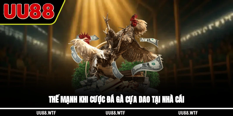 Thế mạnh khi cược đá gà cựa dao tại nhà cái